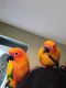 Sun Conure Birds