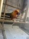 Sun Conure Birds for sale in McKinney, TX, USA. price: $800