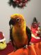 Sun Conure Birds for sale in Averill Park, NY, USA. price: NA