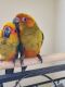 Sun Conure Birds for sale in Saginaw, TX 76179, USA. price: $500