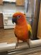 Sun Conure Birds for sale in Mission Viejo, CA, USA. price: $1,400