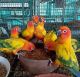 Sun Conure Birds for sale in Provo, UT, USA. price: NA
