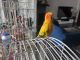 Sun Conure Birds for sale in Dallas, TX, USA. price: $500