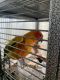 Sun Conure Birds for sale in Whittier, CA, USA. price: NA