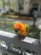 Sun Conure Birds for sale in 4064 Cascada Cir, Hollywood, FL 33024, USA. price: NA