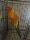 Sun Conure Birds for sale in Parkville, MD, USA. price: NA