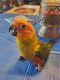 Sun Conure Birds for sale in Saginaw, TX 76179, USA. price: NA