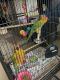 Sun Conure Birds for sale in Bakersfield, CA 93309, USA. price: $2,200