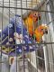 Sun Conure Birds for sale in Pompano Beach, FL 33063, USA. price: $800
