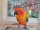 Sun Conure Birds for sale in Thousand Oaks, CA, USA. price: $500