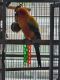 Sun Conure Birds for sale in Belleville, MI 48111, USA. price: $450