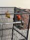 Sun Conure Birds for sale in Northridge, California. price: $1,600