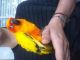 Sun Conure Birds for sale in Port Charlotte, FL, USA. price: NA