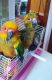 Sun Conure Birds for sale in New York, NY, USA. price: NA