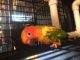 Sun Conure Birds for sale in Pigeon Forge, TN, USA. price: NA