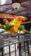 Sun Conure Birds for sale in Peoria, IL, USA. price: $375
