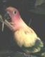 Sun Conure Birds for sale in Largo, FL, USA. price: NA