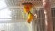 Sun Conure Birds for sale in Lynwood, CA 90262, USA. price: NA