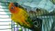 Sun Conure Birds for sale in Tampa, FL, USA. price: NA