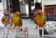 Sun Conure Birds for sale in Buda, IL 61314, USA. price: NA