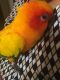 Sun Conure Birds for sale in Katy, TX, USA. price: $400