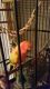 Sun Conure Birds for sale in Kimball Township, MI 48074, USA. price: $350