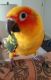 Sun Conure Birds for sale in Niles, OH 44446, USA. price: $200