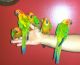 Sun Conure Birds for sale in Miami, FL, USA. price: NA