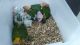 Sun Conure Birds for sale in Kissimmee, FL, USA. price: NA