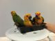 Sun Conure Birds for sale in Temple City, CA, USA. price: NA