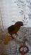 Sun Conure Birds for sale in Bristol, TN 37620, USA. price: NA