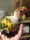 Sun Conure Birds for sale in South Elgin, IL, USA. price: NA