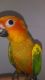 Sun Conure Birds for sale in Los Angeles, CA, USA. price: $550