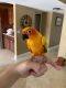 Sun Conure Birds for sale in Sheridan St, Davie, FL, USA. price: NA