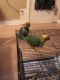 Sun Conure Birds for sale in Memphis, TN, USA. price: NA