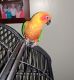 Sun Conure Birds for sale in Youngstown, OH, USA. price: $800
