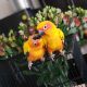 Sun Conure Birds for sale in Conroe, TX, USA. price: NA