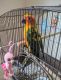 Sun Conure Birds for sale in Houston, TX, USA. price: NA