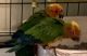Sun Conure Birds for sale in Charleston, SC 29412, USA. price: NA