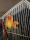 Sun Conure Birds for sale in Louisville, KY, USA. price: NA