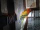 Sun Conure Birds for sale in Hasty, AR 72601, USA. price: NA