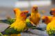 Sun Conure Birds