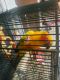 Sun Conure Birds for sale in Vandergrift, PA, USA. price: NA