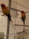Sun Conure Birds for sale in DeLand, FL 32724, USA. price: $650