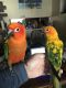 Sun Conure Birds for sale in Kingsville, TX 78363, USA. price: NA