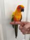 Sun Conure Birds for sale in New Haven, CT 06525, USA. price: NA