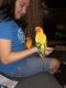 Sun Conure Birds for sale in Port Orange, FL, USA. price: $900