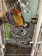 Sun Conure Birds for sale in Lake Park, FL, USA. price: $450