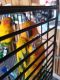 Sun Conure Birds for sale in Sunnyvale, CA, USA. price: $1,000