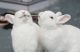 Sussex rabbit Rabbits